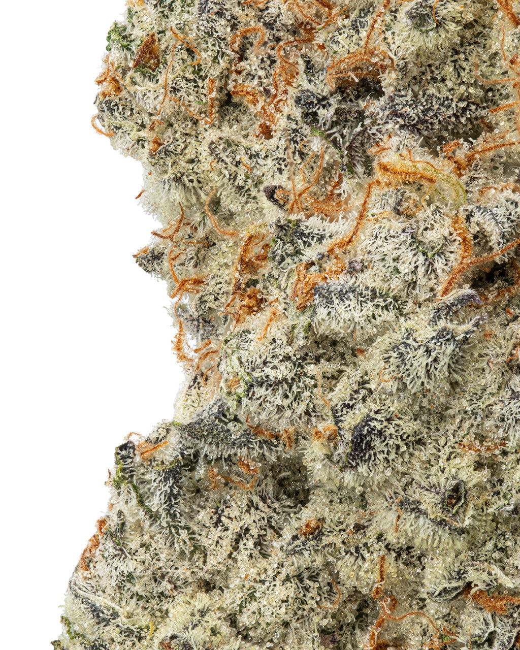 Sundae Driver Indoor Hydro